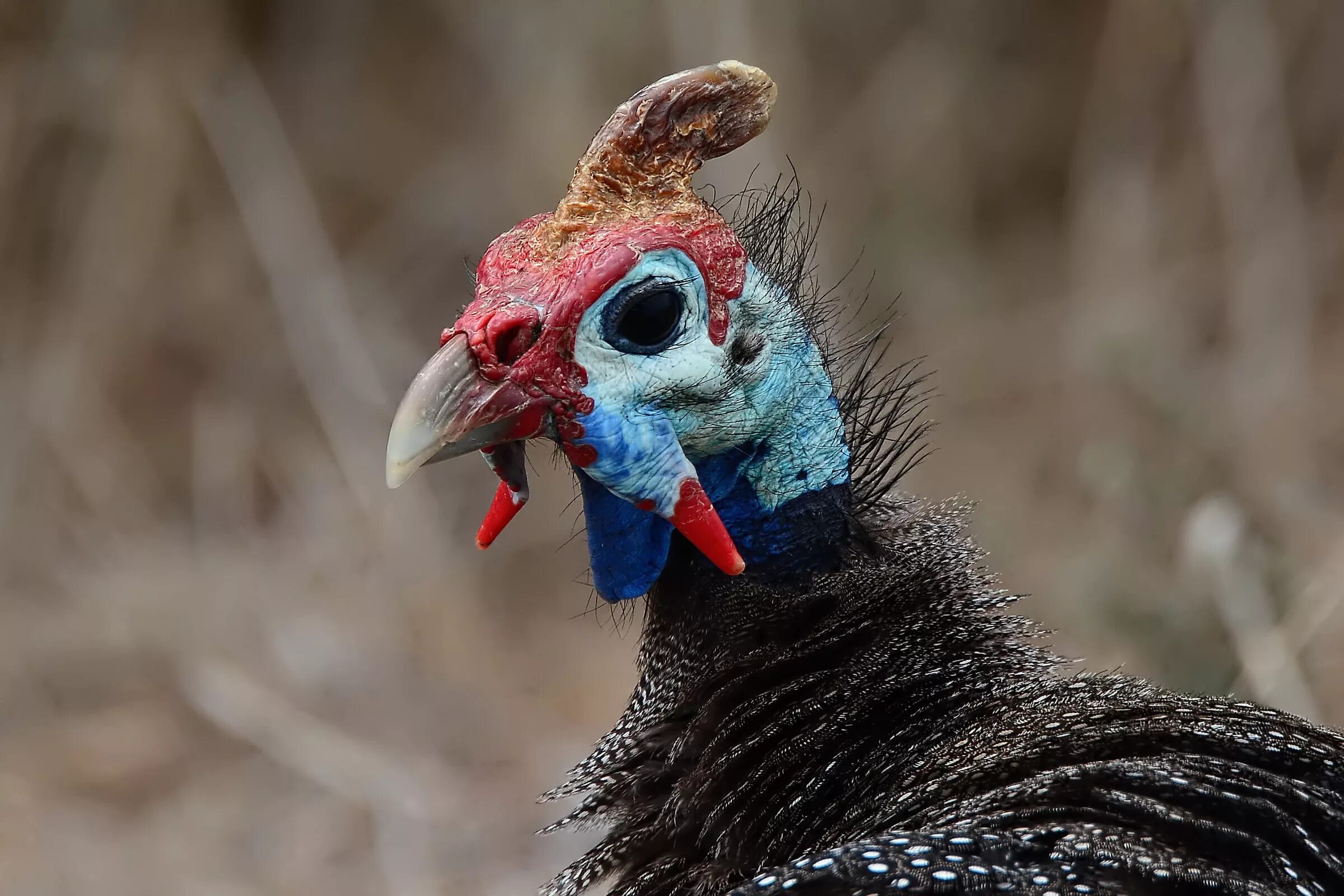 Цесарка numida meleagris. Цесарка птица. Цесарка французская бройлерная. Грифовая цесарка. Обыкновенная цесарка.