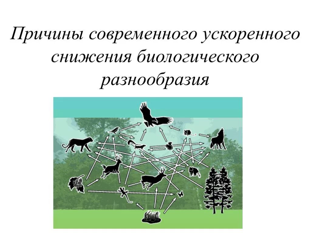 Причиной сокращения видового разнообразия. Сокращение биоразнообразия. сокращение видового биоразнообразия. причины уменьшения видового разнообразия. сохранение биоразнообразия.