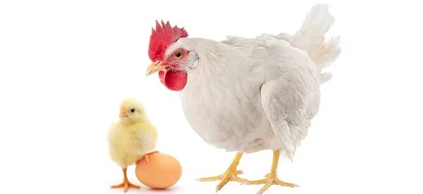 курица без фона. ломан-браун порода кур. курица фото на белом фоне. курица без фона. курица без фона.