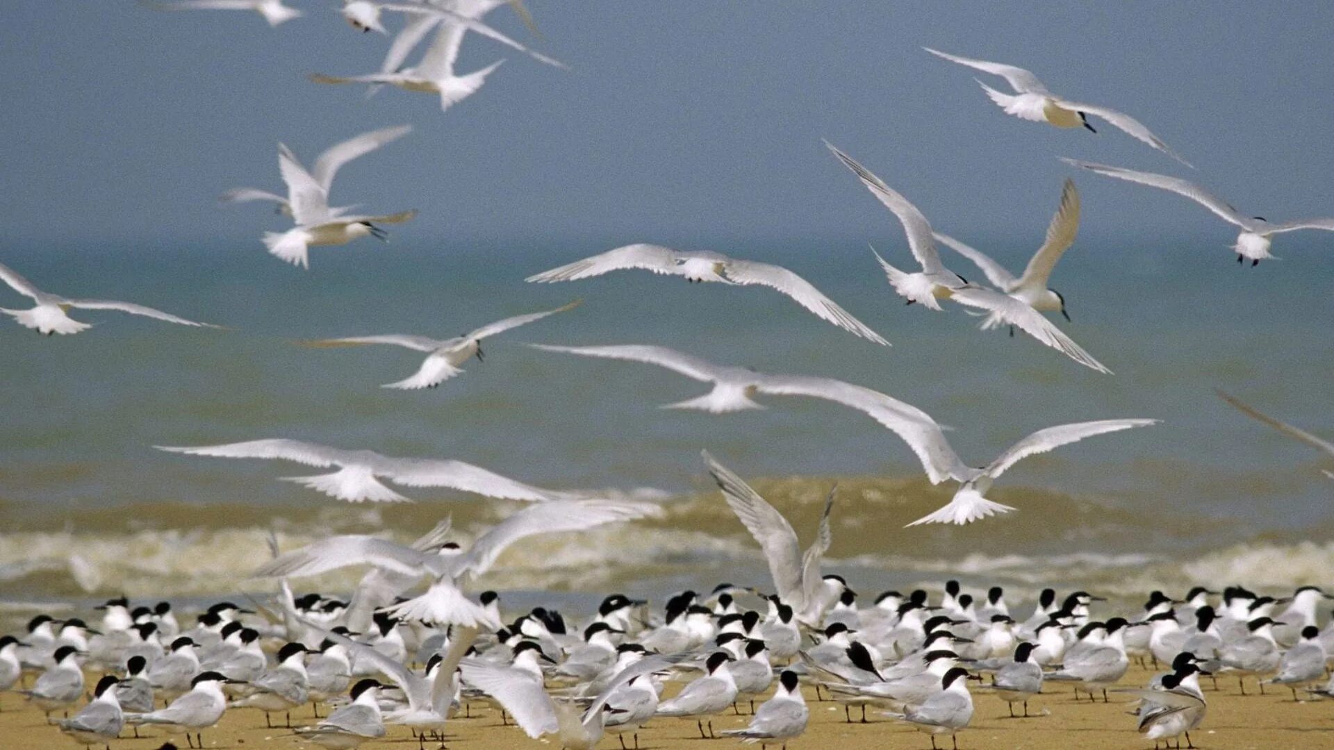 остров врангеля птицы чайка. чайка над морем. альбатрос антарктика стая. остров белых птиц. долина белых птиц.