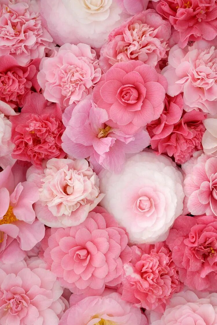 Цветы на телефон айфон. Пион Камелия. Пиона розовая Камелия.