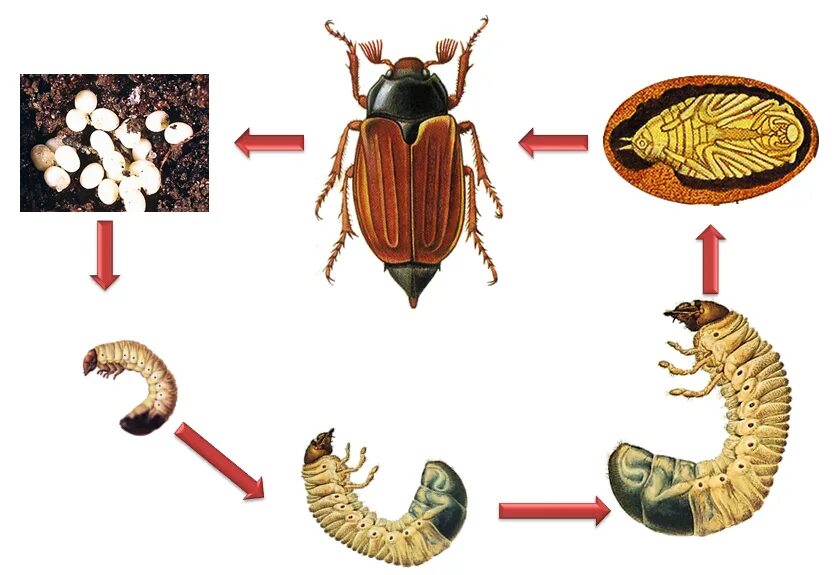 Какое развитие у жуков. Цикл развития майского жука. Жизненный цикл майского жука. Цикл развития майского жука схема. Стадии развития майского жука.