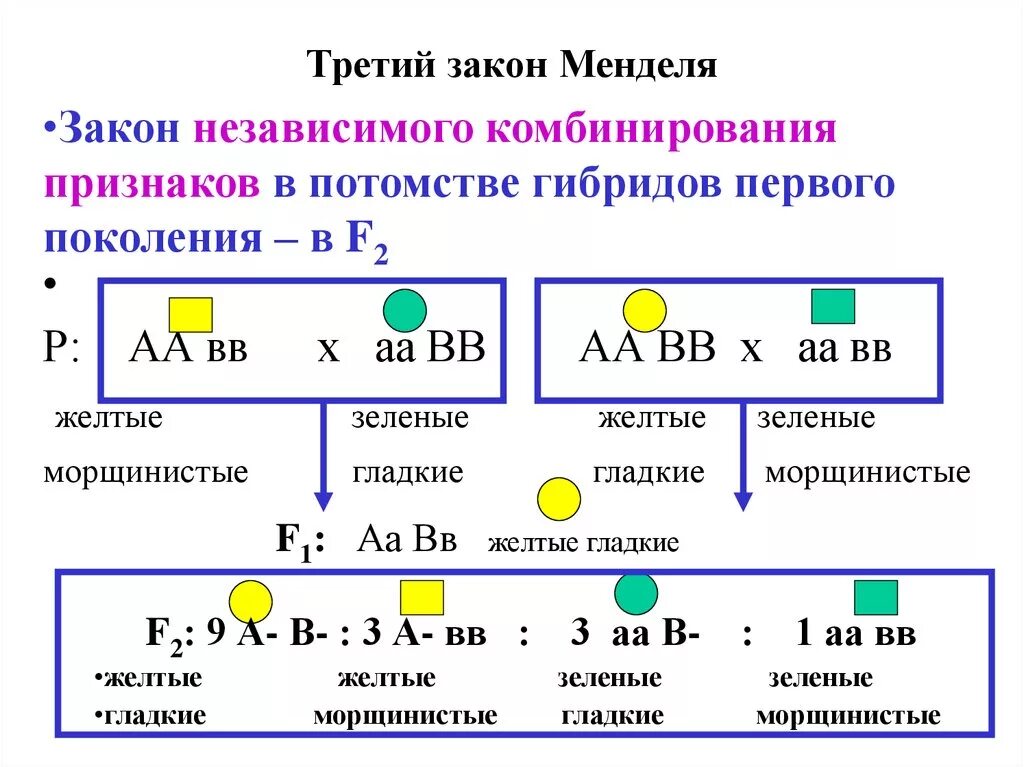 Как определить генотип в задаче. 3 Закон Менделя формулировка и схема. Независимое наследование признаков 3 закон Менделя. Генетика первый закон Менделя. Третий закон Менделя формулировка и схема.