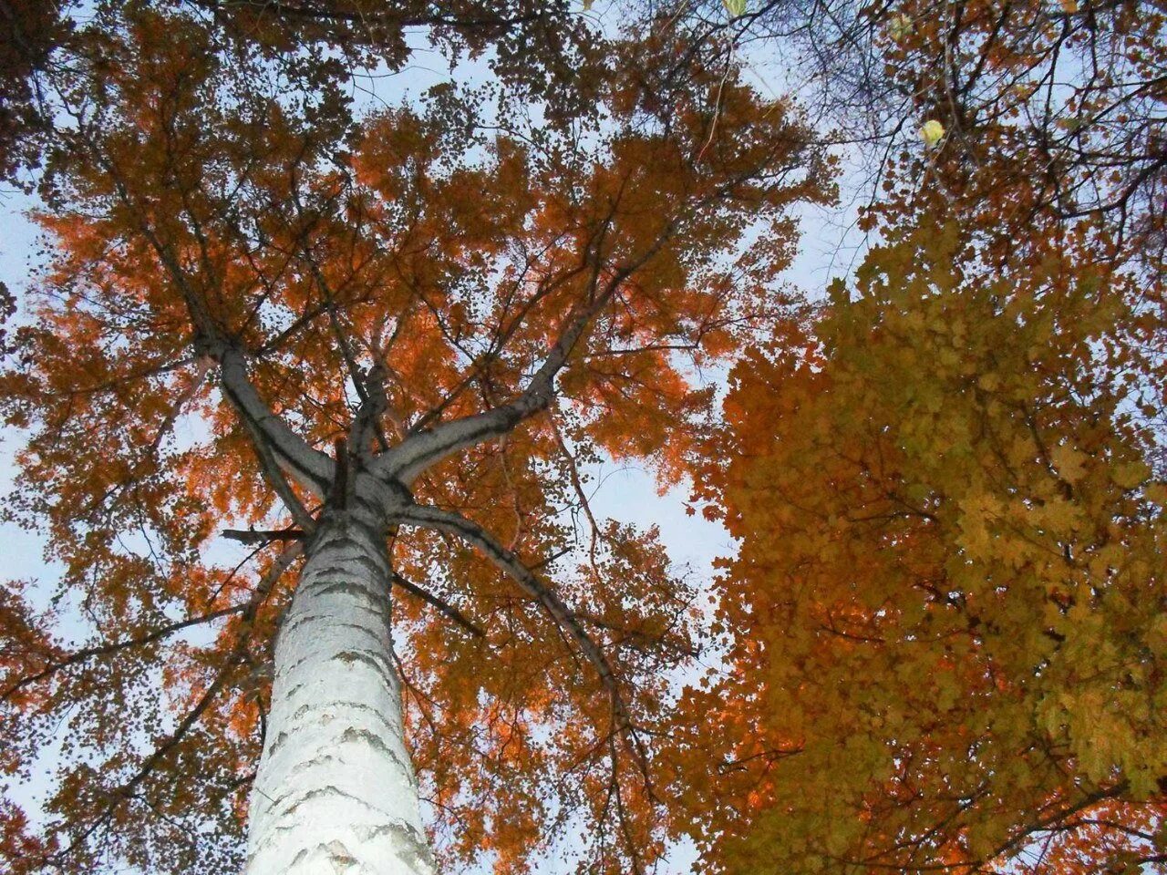 Береза и клен. Клён берёза. Белая береза и кудрявый клен. Клен обвивает березу. Дуб и березка