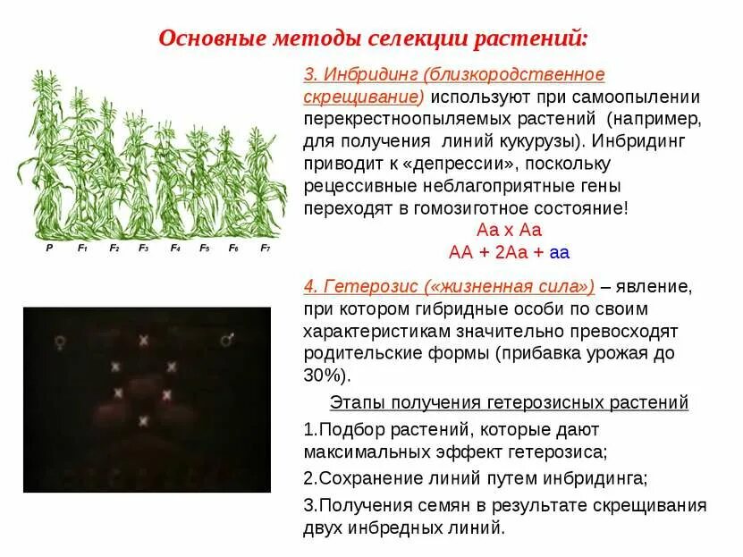 Метод скрещивания в селекции растений. Методы селекции растений инбридинг. Растения полученные методом селекции. Близкородственное скрещивание в селекции растений. Простой инбридинг