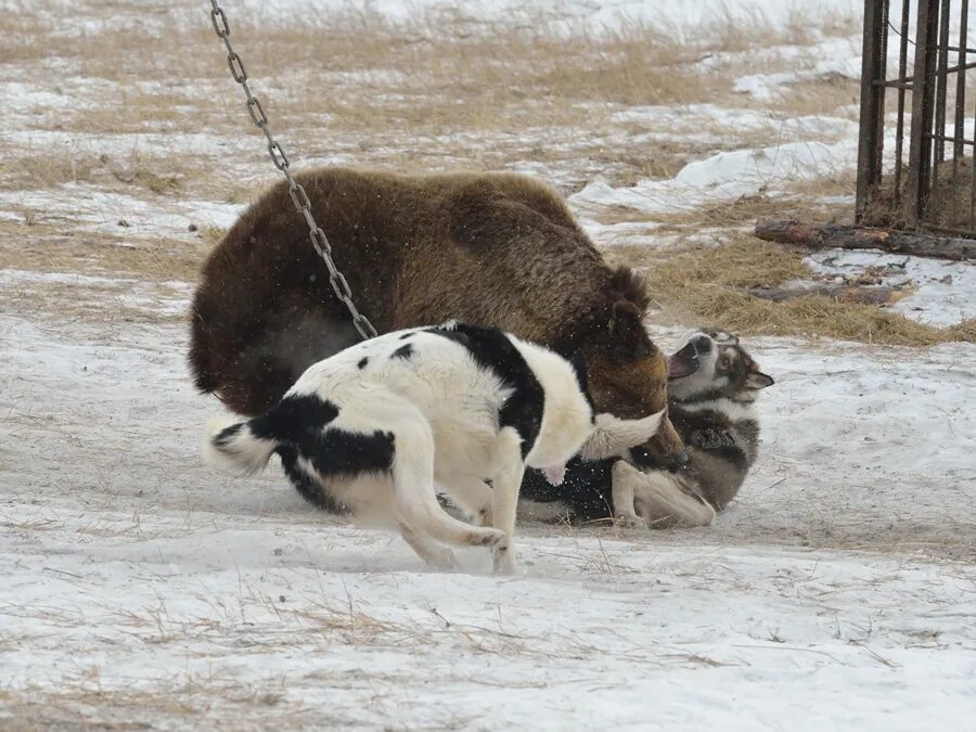 Hunt around. Hunt around. Животные в лесу эстетика. Hunt around. Львица охотится на козла.