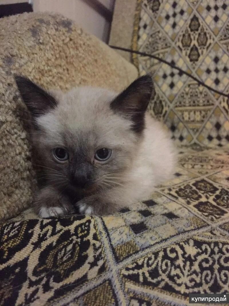 Отдам сиамского котенка. Сиамские котята. Сиамские котята. Сиамская кошка авито. Кошка сиамская в добрые руки.