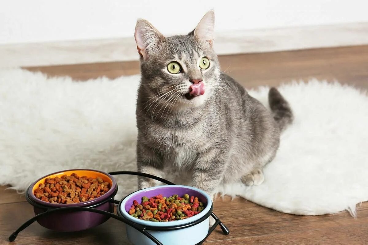 Как правильно кормить кошек сухим. Питание кошек. Еда для котов. Котик с едой. Домашние кошки.
