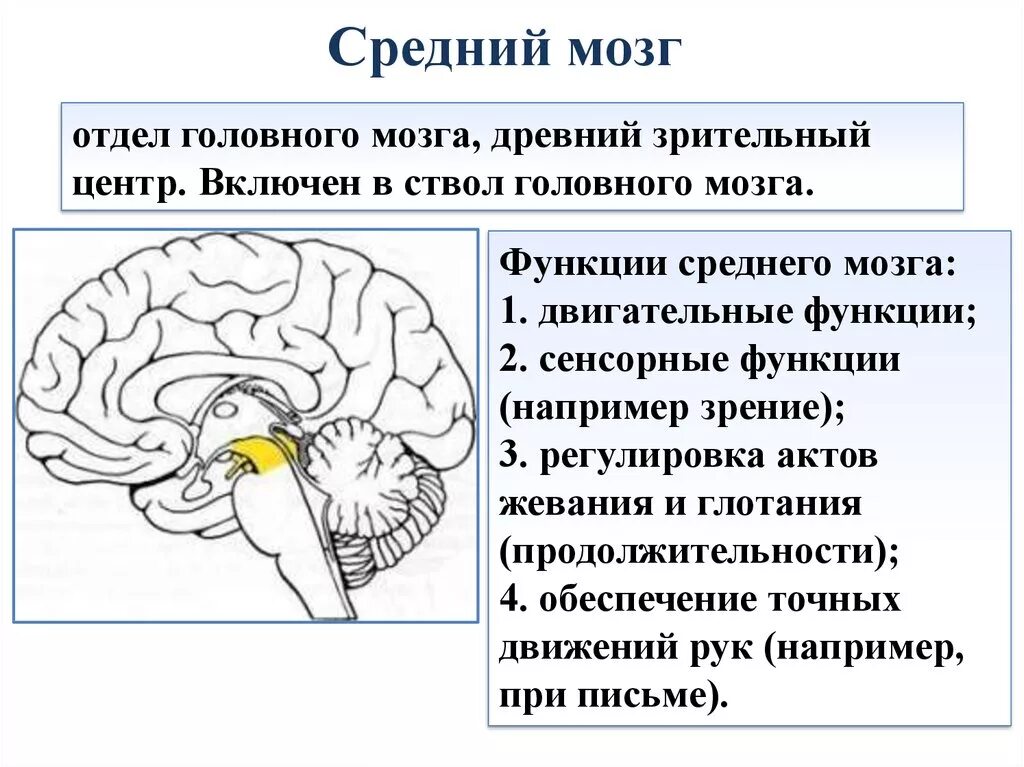 Средний мозг его отделы и функции. Средний мозг функции. Средний мозг схема. Диаграмма головного мозга. Какие отделы головного мозга выделяют