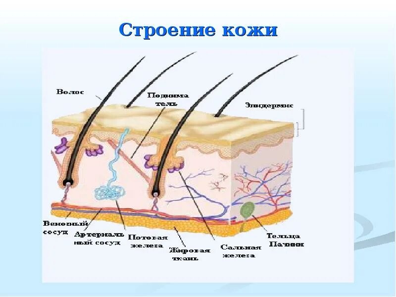 Строение кожи рисунок 4 класс. Строение кожи 8 класс биология. структура кожи биология 8 класс. строение кожи рисунок. кожа человека.