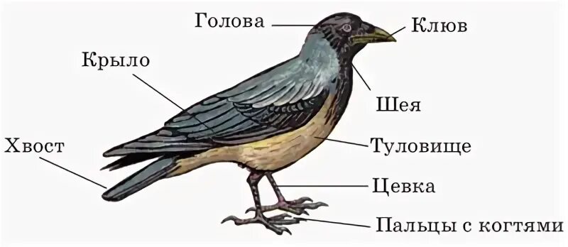 Обтекаемая форма тела у птиц. Внешнее строение птиц. Какая форма тела у птиц. Зарисуйте и подпишите внешнее строение птицы.