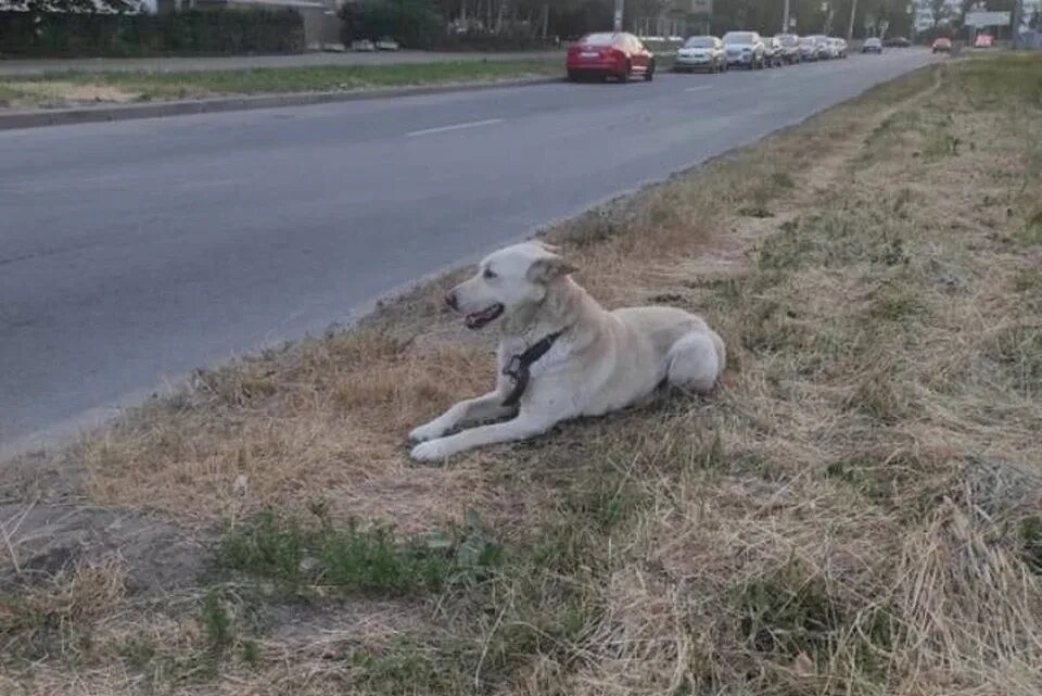 Ищу чёрный собаку санкт-петербурге петербург. Найдена собака санкт петербург. Ищу собаку сегодня санкт-петербурге петербург. Найдена собака санкт петербург. Потерялась собака спб.