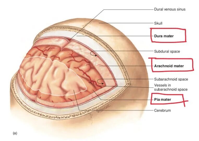 Паутинная оболочка головного мозга анатомия. Твердая оболочка головного мозга анатомия. Твердая мозговая оболочка головного мозга схема. Слизистый на латинском