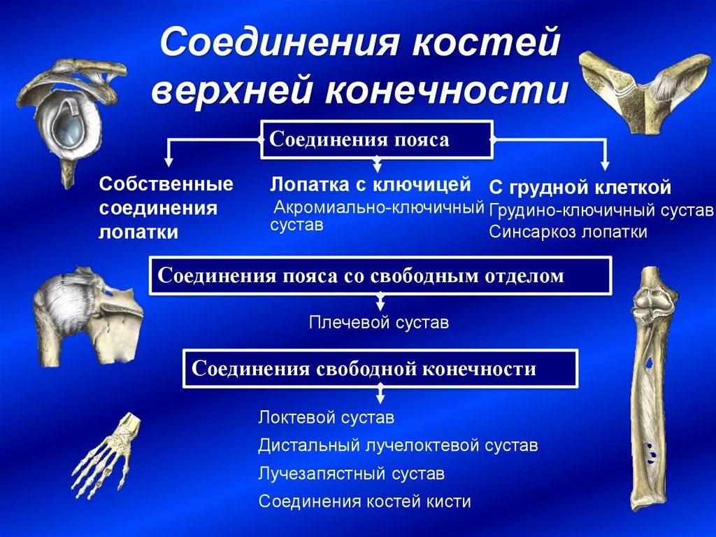 Соединение костей свободной верхней конечности анатомия. Скелет верхних конечностей соединение костей. Скелет верхней конечности. Соединения плечевого пояса. Скелет пояса верхних конечностей Тип соединения..