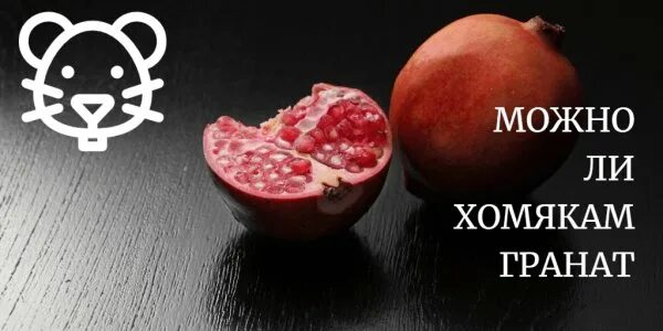 Можно ли хомякам гранат. Гранат хомяку. можно хомякам гранат. можно ли давать хомякам гранат. можно ли хомякам гранат сирийским.