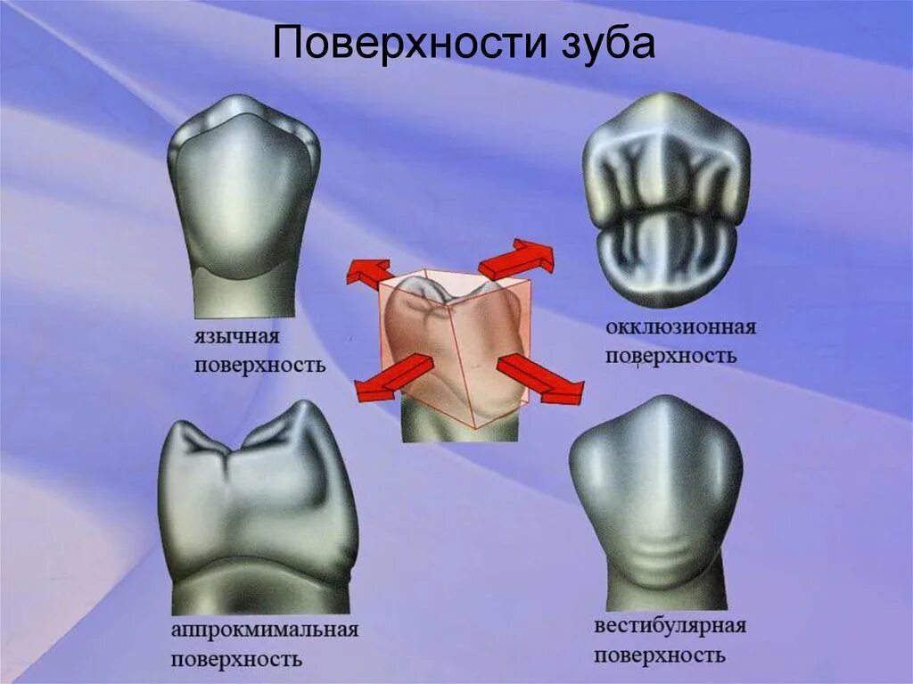 Признаки стороны зуба. Медиально апроксимальная поверхность зуба. Медиальная и дистальная поверхность зуба. Вестибулярная поверхность зуба. Дистальная поверхность зуба.