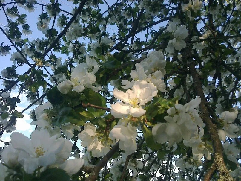 Лучше нету того цвету слушать когда яблоня. Лучше нету того цвету слушать когда яблоня. Фото лучше нету того цвету. Слова песни лучше нету того цвету когда яблоня цветет. Когда яблони цветут песня.