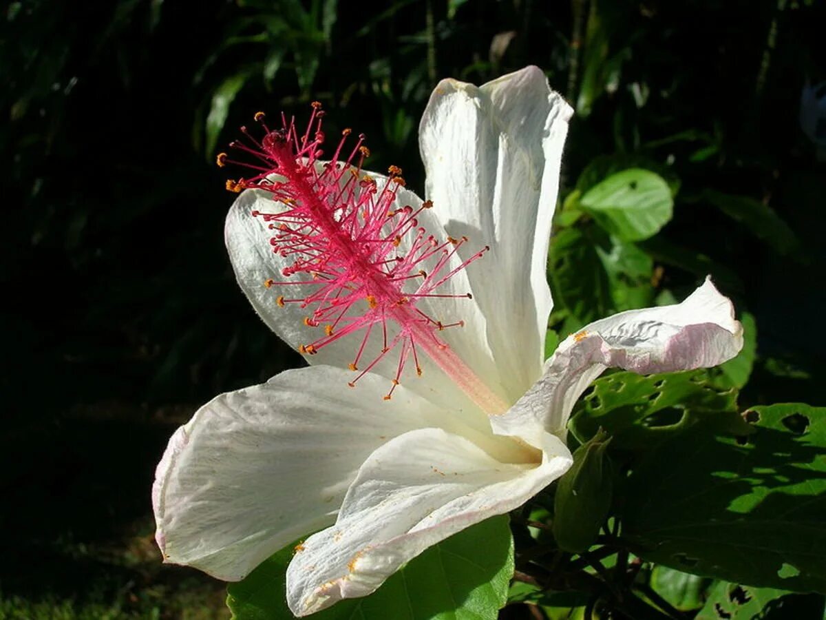 Первозданный цветок. Кокио Кокио. Гибискус изменчивый (Hibiscus mutabilis). Фаталик витаспаразис. Эфимбафия цветок.