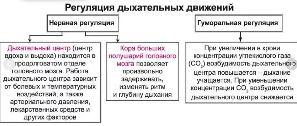 Рефлекторные и гуморальные механизмы регуляции дыхания. Нервный механизм регуляции дыхания таблица. Нервно-рефлекторный механизм регуляции дыхания. Гуморальный механизм регуляции дыхания.