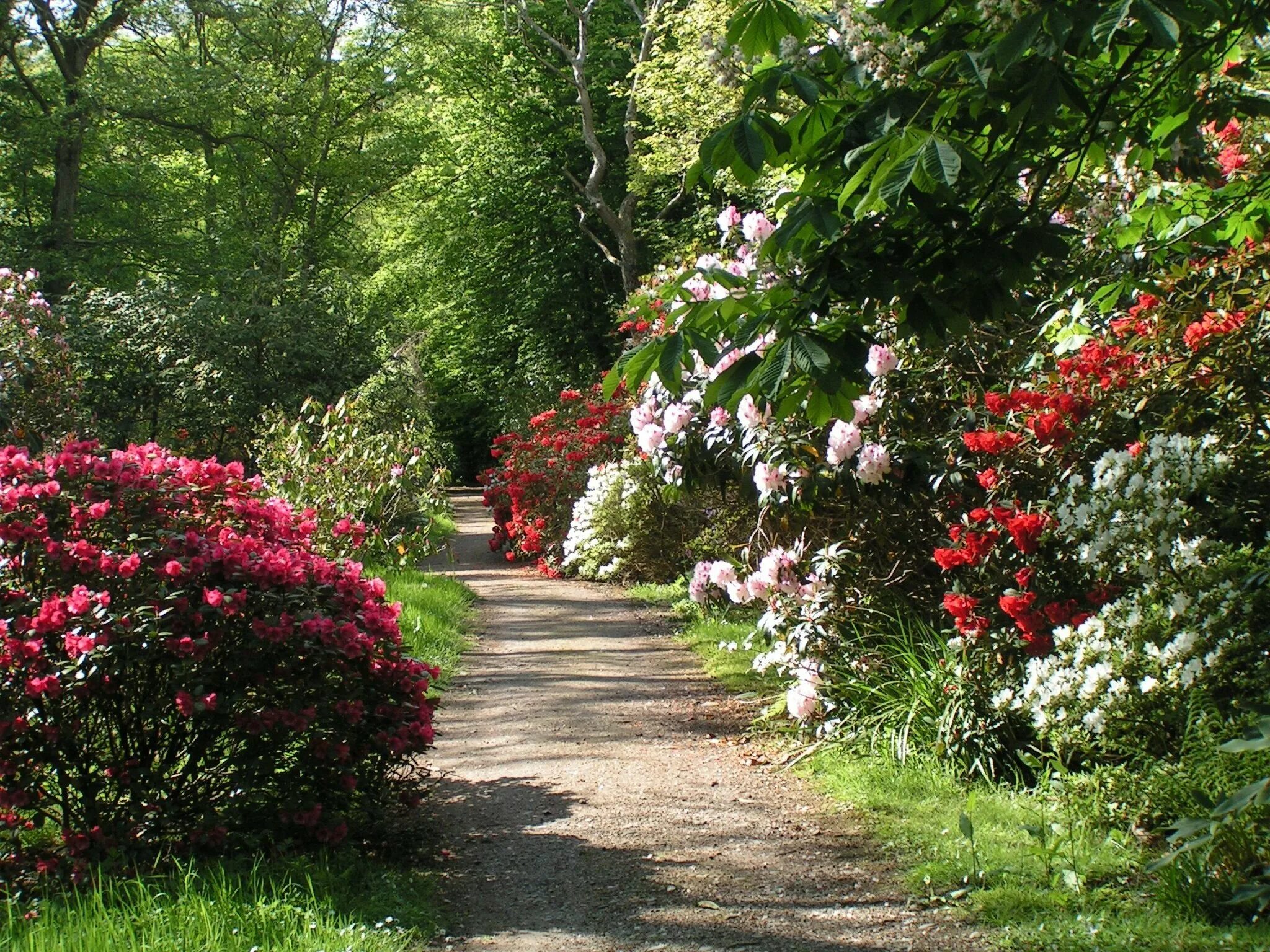 Розарий садов Бутчартов. Butchart Gardens розарий сада Бутчартов сад роз. Аллея в саду. Цветущие сады и парки мира.