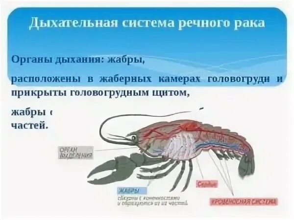 Органы дыхания рака