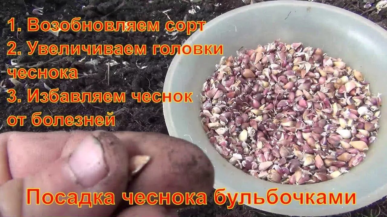 Как посадить чеснок бульбочками в зиму. Схема посадки чеснока на зиму.