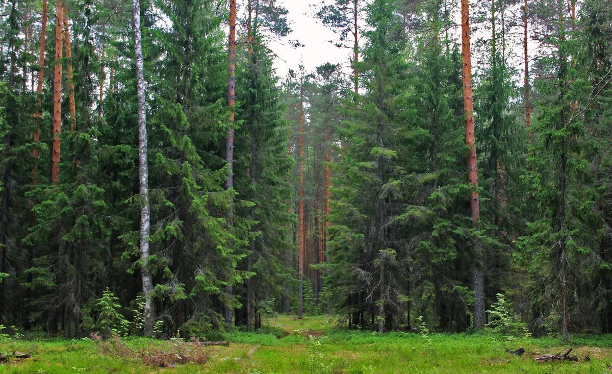 Какой лес самый богатый. Кологривский лес Кострома. Заповедник Кологривский лес Костромской области. Хвойный лес Костромской области. Сосновый Бор Кострома лес.