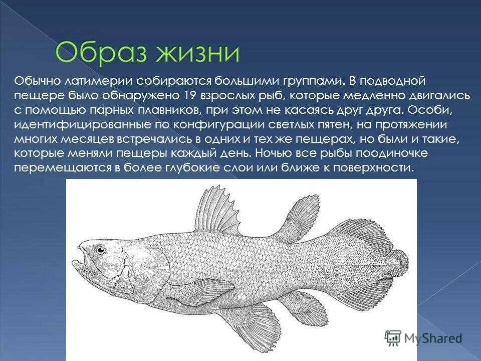 Почему кистеперые рыбы. Кистеперая рыба Латимерия. Кистеперая рыба Латимерия строение. Кистепёрые рыба Латимерия Латимерия. Кистеперая рыба Латимерия характеристика.