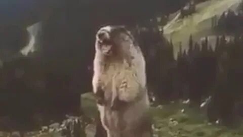 Мем с орущим бобром