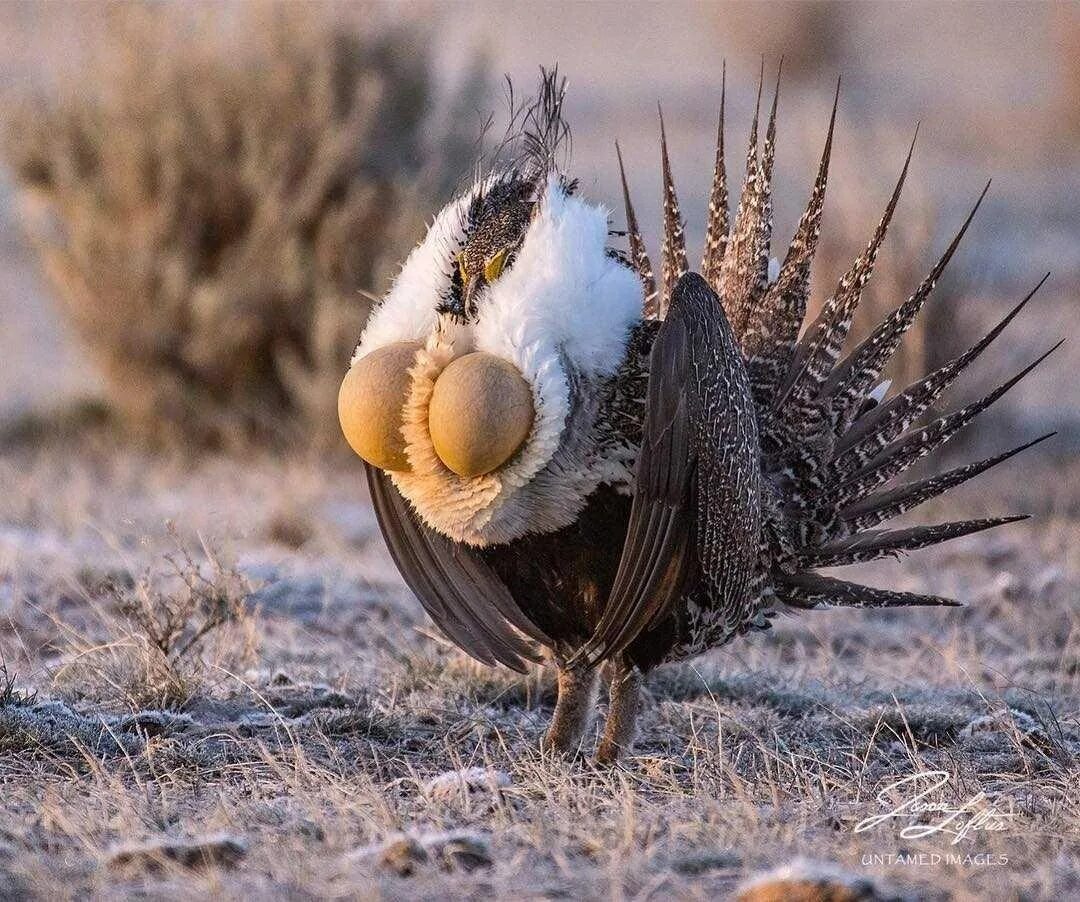 Шалфейный тетерев. Лавандовый тетерев. Шалфейный тетерев самка. Тетерев шалфейный (centrocercus urophasianus). Птица шалфейный тетерев.