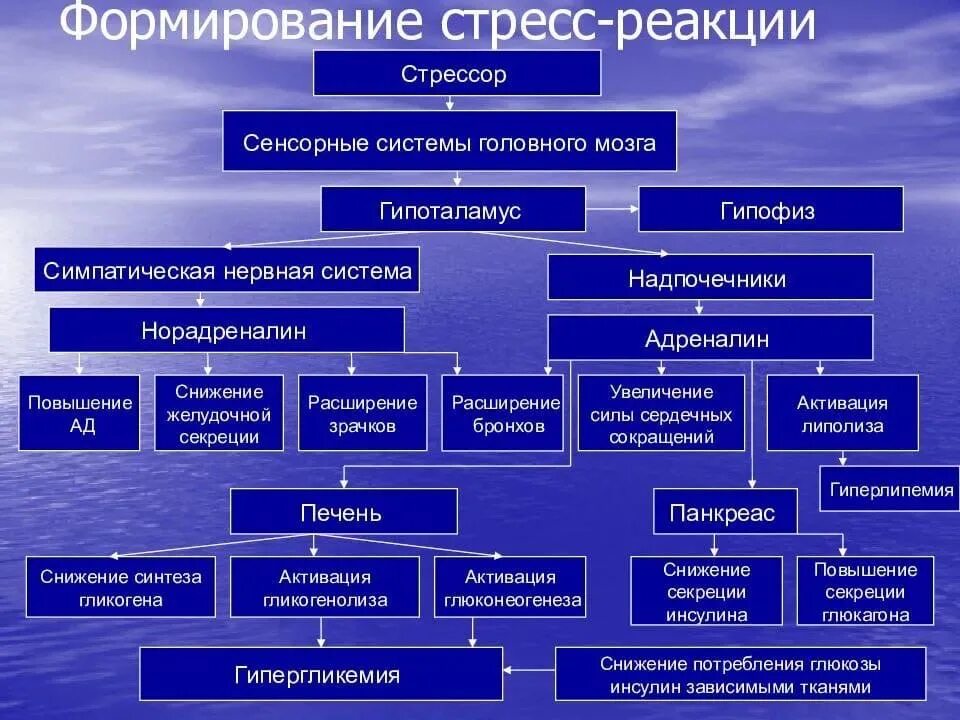 Механизмы развития стресса. Патогенез стресса патологическая физиология. Механизм развития стресс реакции. Механизм реализации стресс-реакции. Механизмы стресса патофизиология.