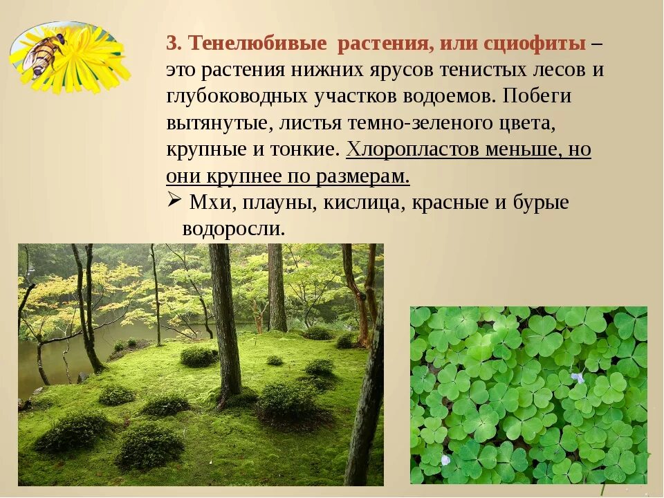 Теневой лист примеры растений Световой лист в отличие от теневого фото