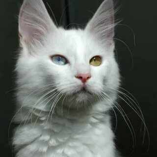 Покажи белого кота
