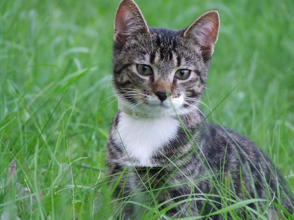 Cat org