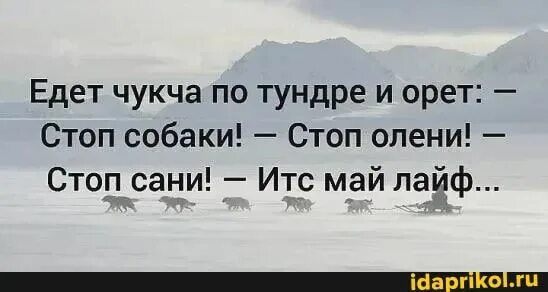 Стоп итс май лайф. Стоп олени стоп собаки. Стоп олени стоп собаки стоп Мои сани ИТС май лайф. Январь пролетел юмор. Фото оленей с Цитатами.