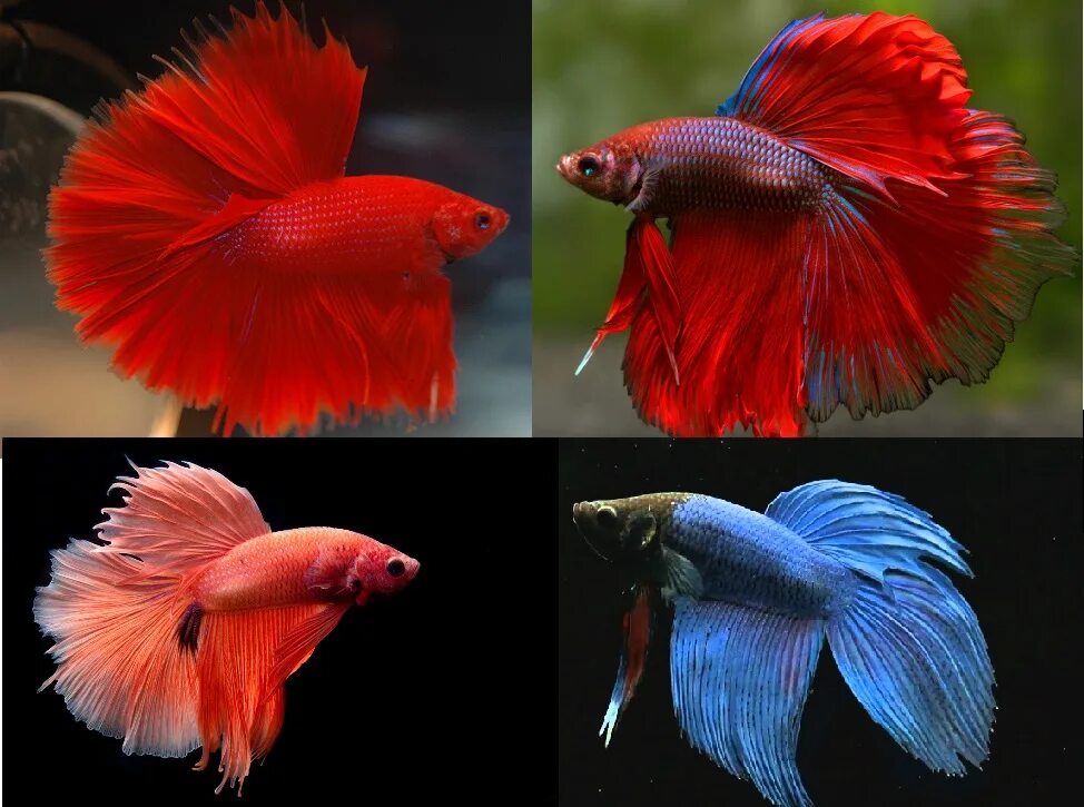 какого размера вырастают петушки. рыбка бетта спленденс. петушок бетта спленденс. петушок сиамский супердельта. петушок размер.