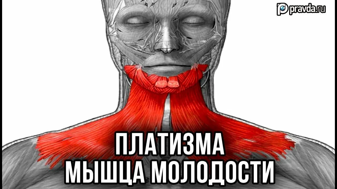 Платизма. Плятизьма. платизма мышца молодости.