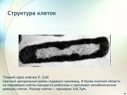 Тонкий срез