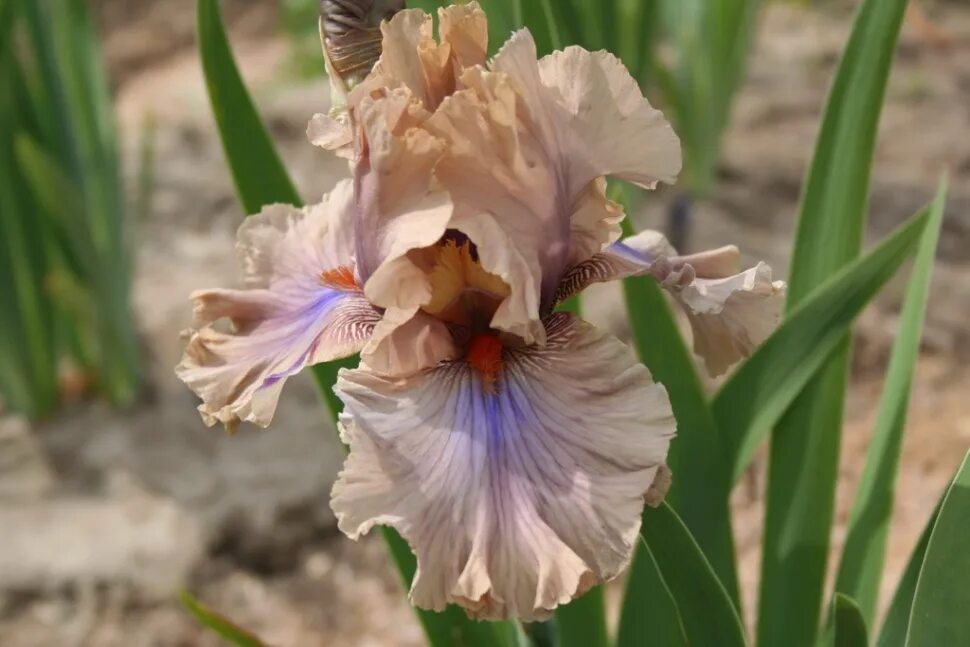 ирис crash course. ирис кофе. ирис coffee trader. ирис кофе трейдер. Iris expert ирис высокорослый кофи уисперз.