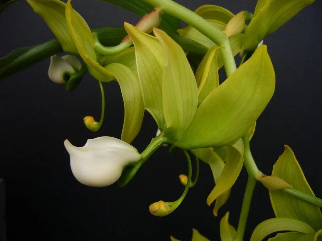 Орхидея Цикнохес. Cycnoches chlorochilon 'Jumbo'. Cycnoches ( lehmannii x herrenhesuanum ) x chlorochillum. Cycnoches ( lehmannii x barthiorum ). Plants орхидея