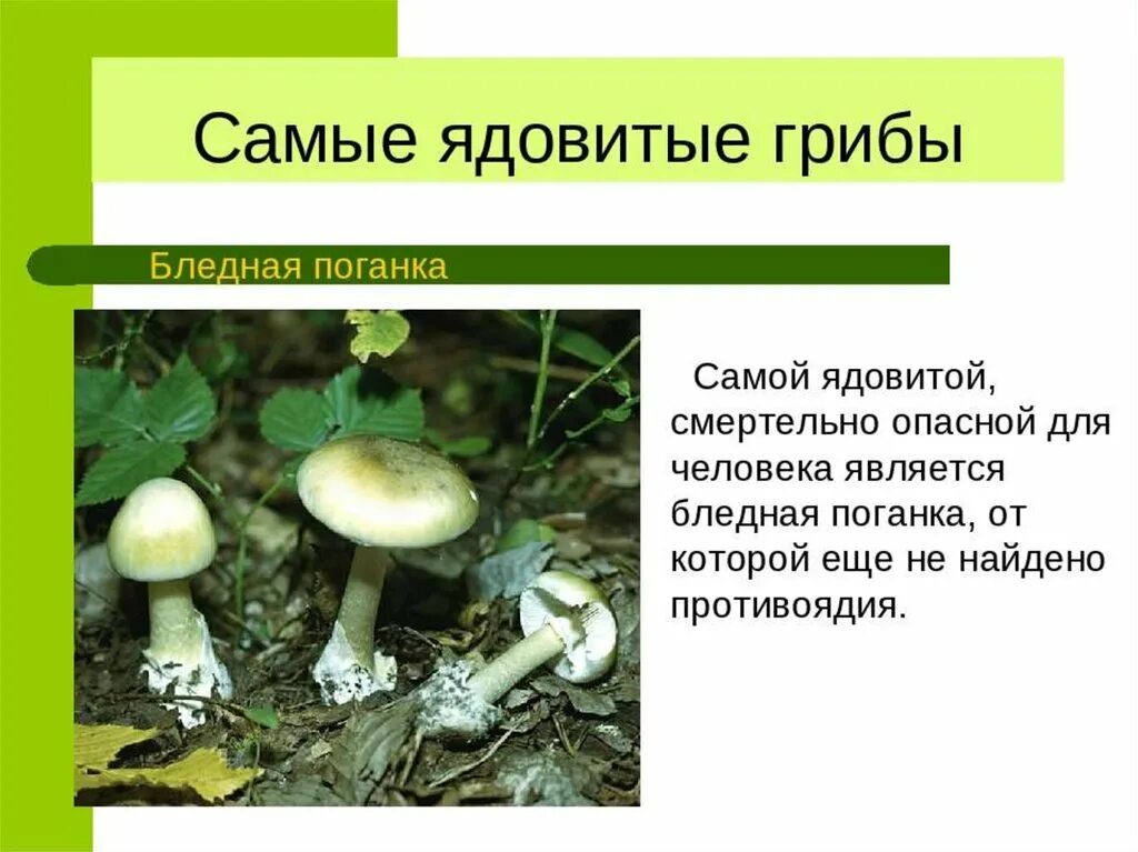 Какие есть опасные грибы. Ядовитых грибов. Несъедобные грибы. Ядовитые грибы фото и описание. Название опасных грибов.