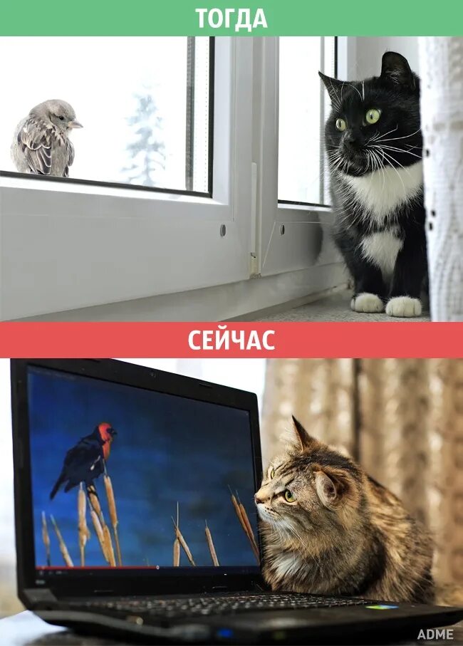 Кот изменит жизнь. Кот на телевизоре тогда и сейчас. кот изменяет. как кот меняет жизнь рисунки.