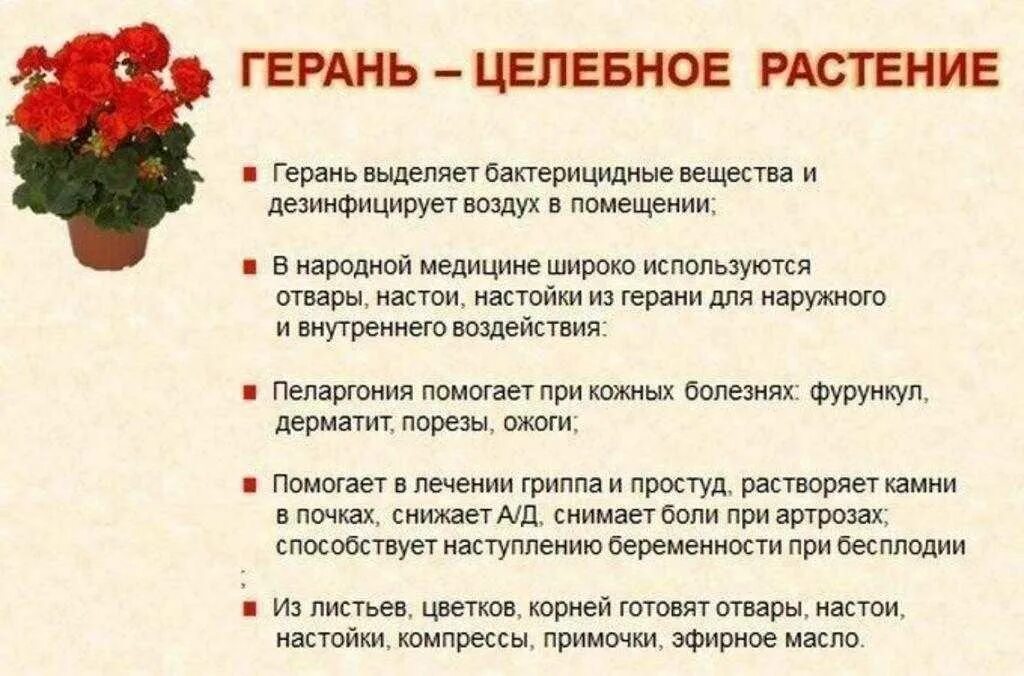 Герань польза и вред в доме. Лечебные комнатные растения герань. Лекарственные растения герань комнатная. Герань лекарственное растение. Герань в народной медицине.