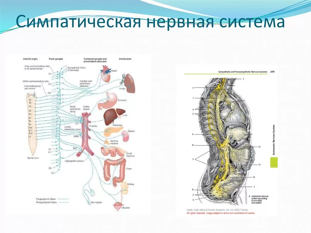 Работа симпатического нерва. Симпатическая нервная система. Симпатический нерв вызывает. Центры симпатической нервной системы. Симпатическая нервная система вызывает.