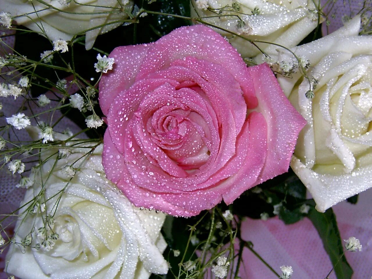 Красивые цветы. Красивые цветочки. Красивые розы. Розы с блестками.