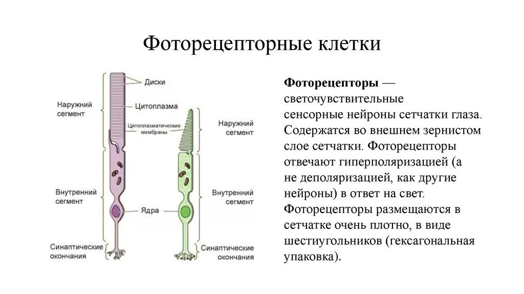 Выберите верные характеристики палочек глаза. Строение фоторецепторных клеток гистология. Фоторецепторы строение и функции. Палочки и колбочки сетчатки. Схема строения фоторецепторных клеток.