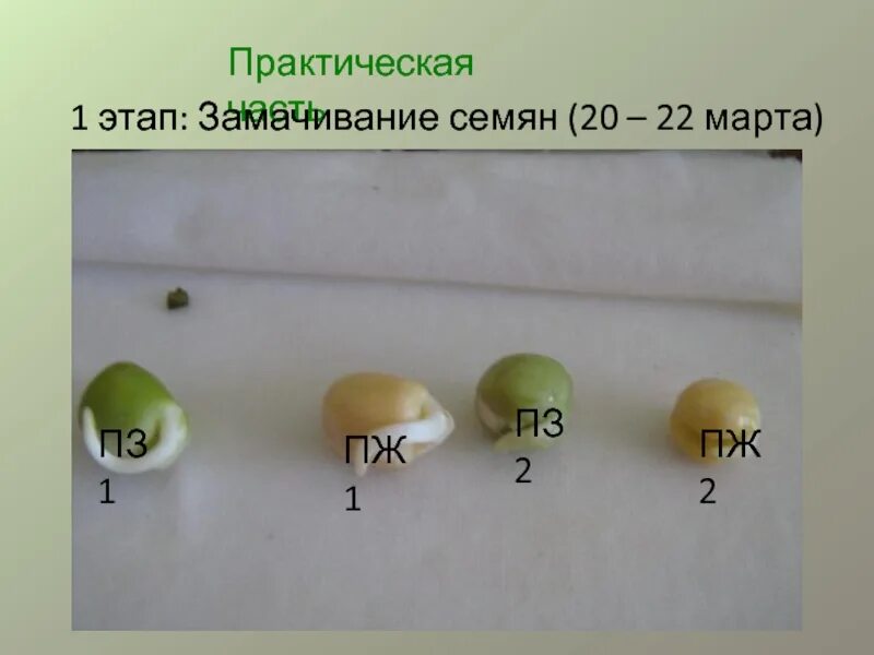 Прорастание семян гороха. Прорастание семян гороха по дням. Этапы прорастания семян гороха. Семена гороха.