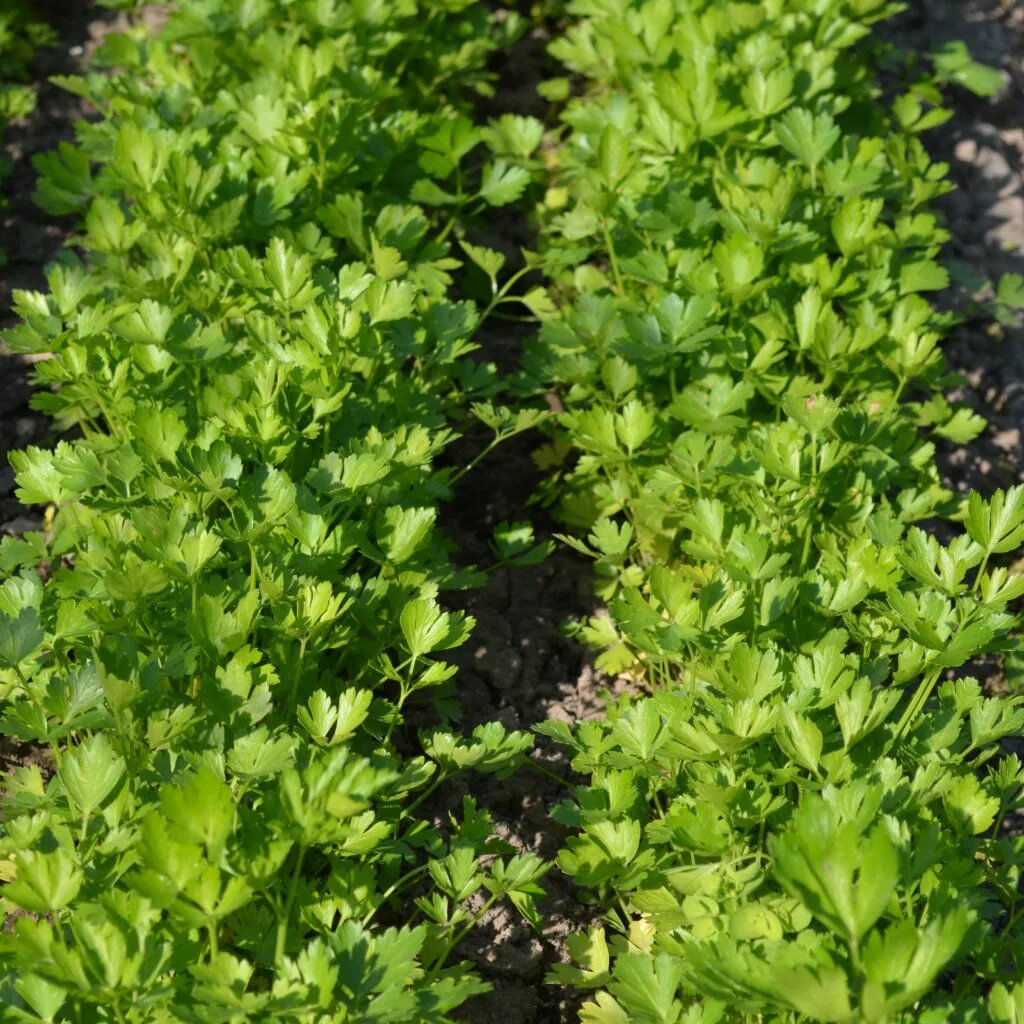 В поле. Петрушка посевная. Петрушка растёт на поле. Поле петрушки. Петрушка на грядке.