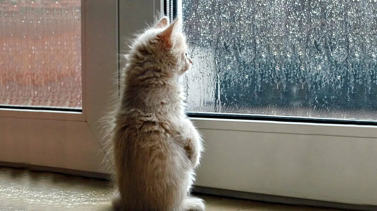 Кот скучает. Котик грустит у окна. Кот ждет. Котенок ждет. Дождик молчит