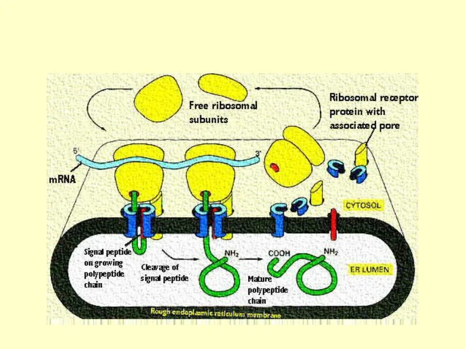 Синтез и транспорт белков в эпс. Синтез белка на ЭПС. Механизм сегрегации белков. Шероховатая ЭПС схема синтеза белка. ЭПС Синтез липидов.